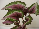 B. ‘Red Rocket’